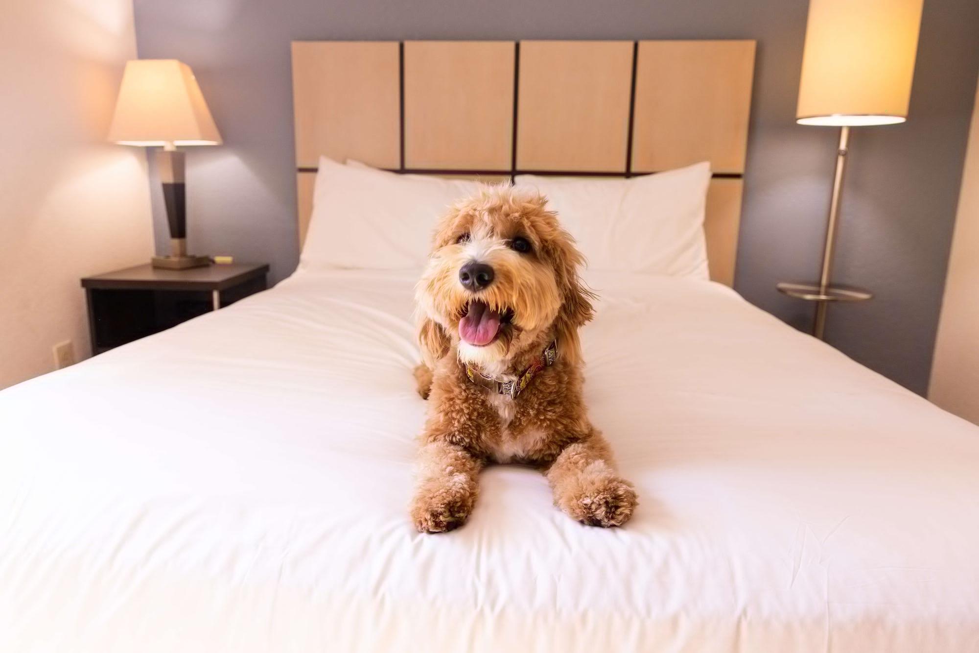 Sonesta Simply Suites Chicago Naperville Warrenville Zewnętrze zdjęcie